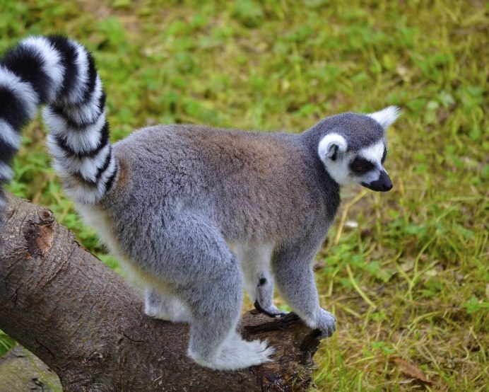 Мадагаскарский Удод