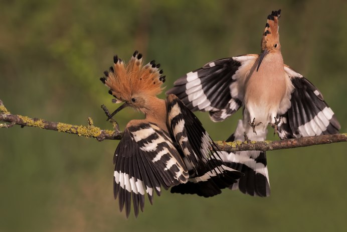 Удод Степной