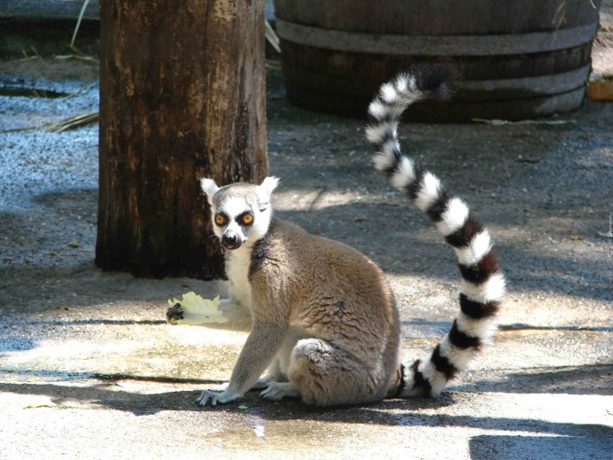 Полосатая птичка с хохолком