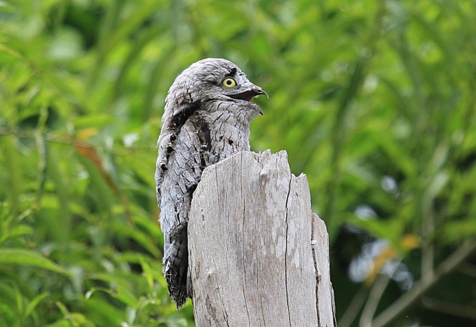 Pied Currawong