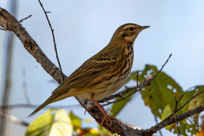 Дрозд деряба и певчий Дрозд