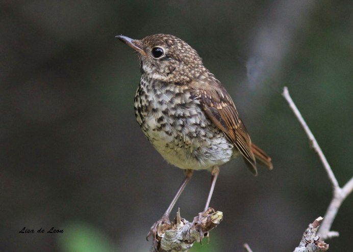 Серая пестрая птица