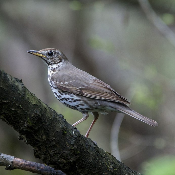 Turdus viscivorus