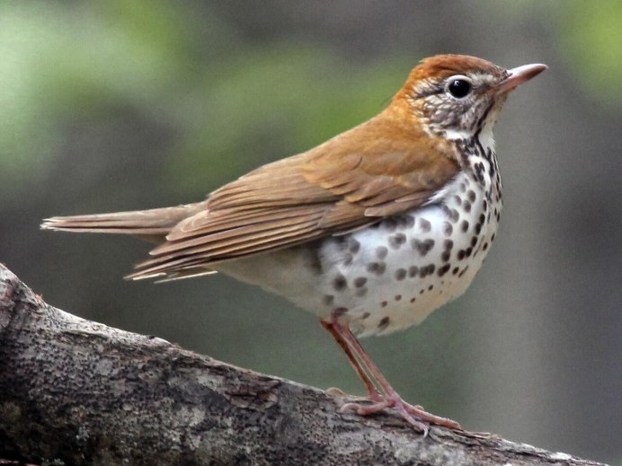Птица с Рябой грудкой