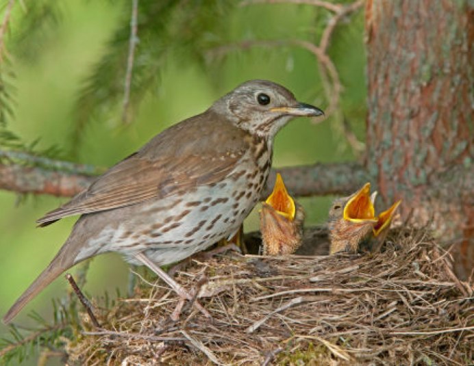Дрозд Науманна