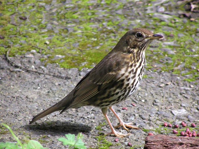 Скворец обыкновенный ‒ Sturnus vulgaris (l., 1758)