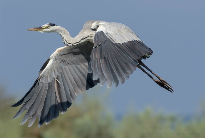 Balearica Pavonina