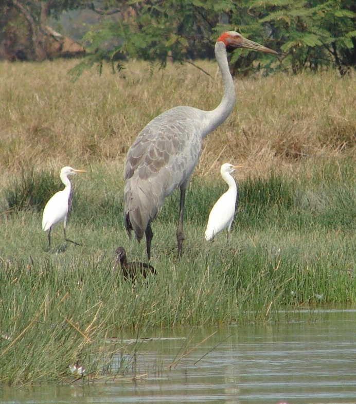 Grey Heron птица