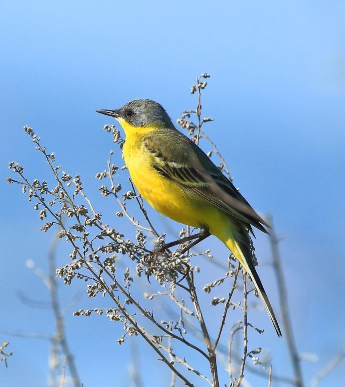 Yellow Oriole (Icterus nigrogularis)