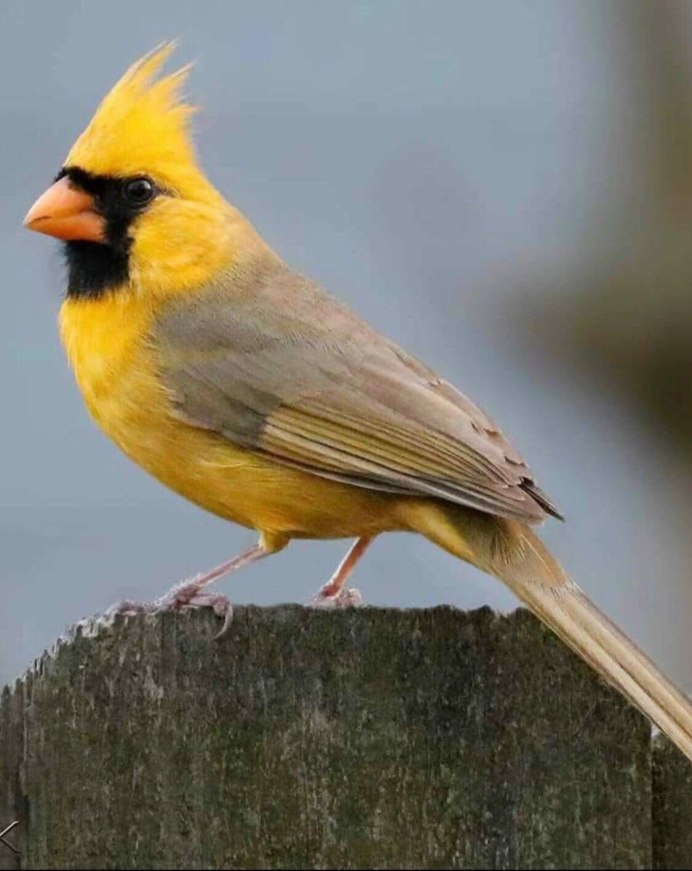 American Goldfinch птица
