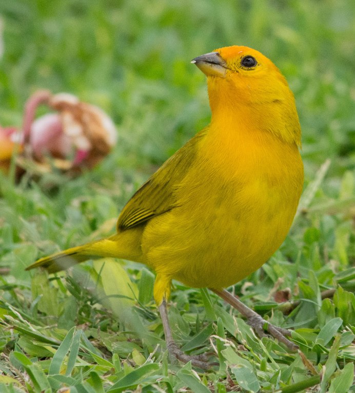 Yellow Warbler