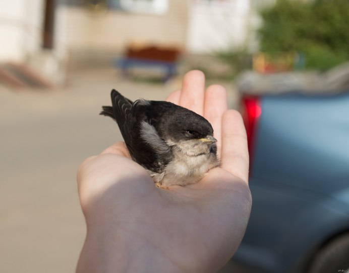 Ласточка птица гнездо