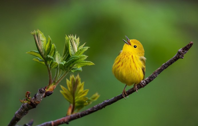 Жёлтая древесница (Dendroica petechia)