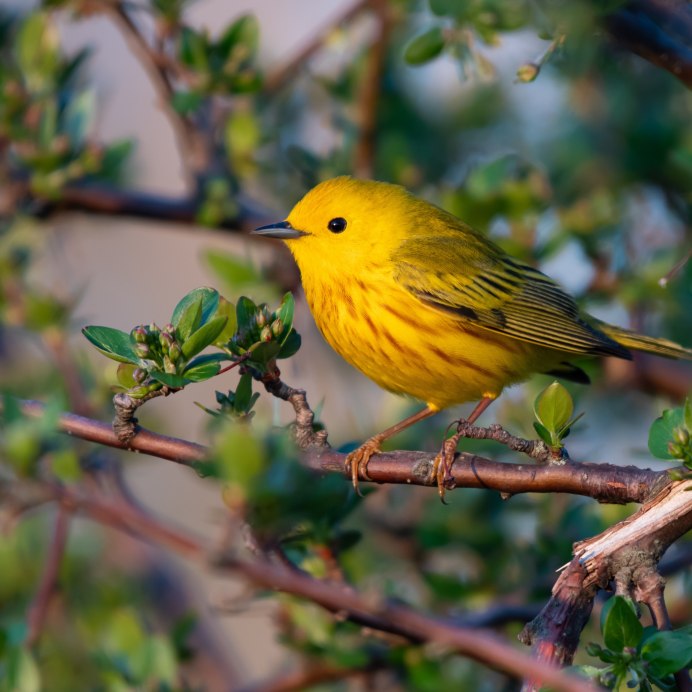 Yellow Warbler птица