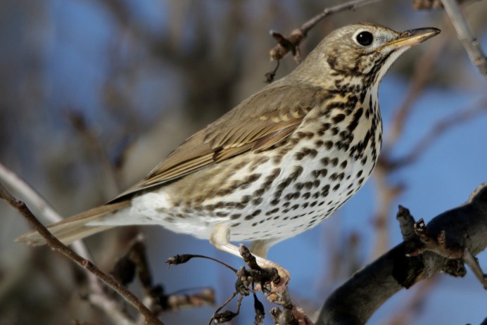 Певчий Дрозд небольшая