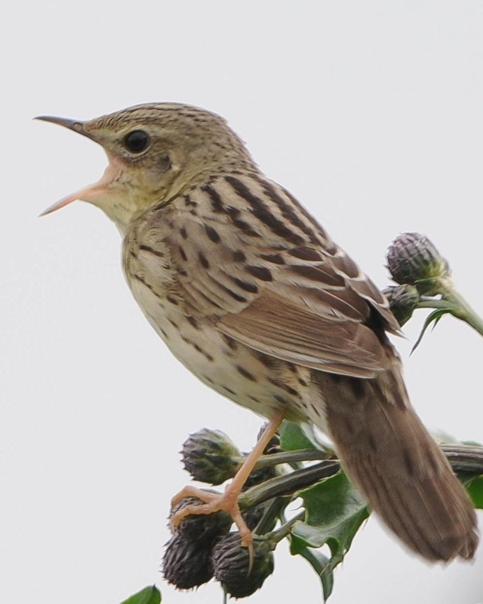 Птицы Ростовской области