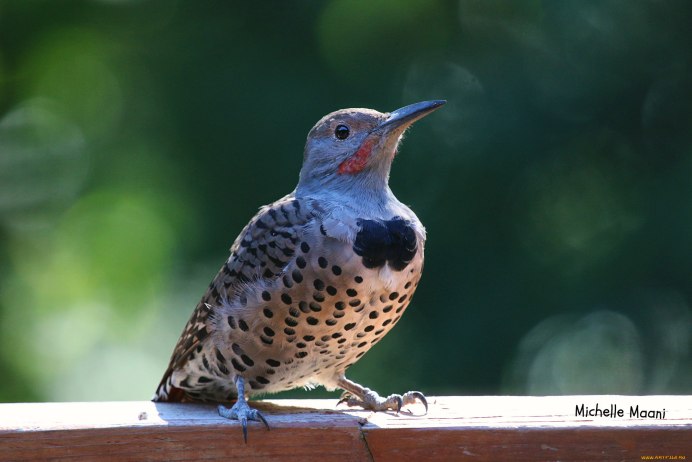 Скворец пятнистый обыкновенный