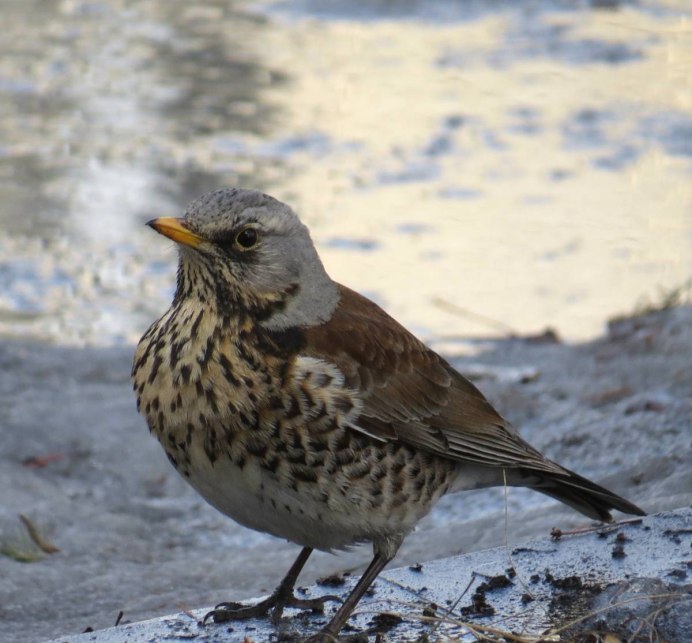Птицы Восточной Сибири
