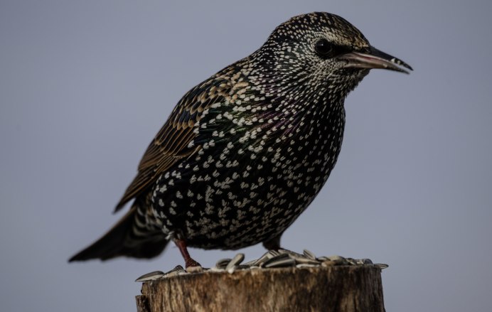 Желтогрудый скворец