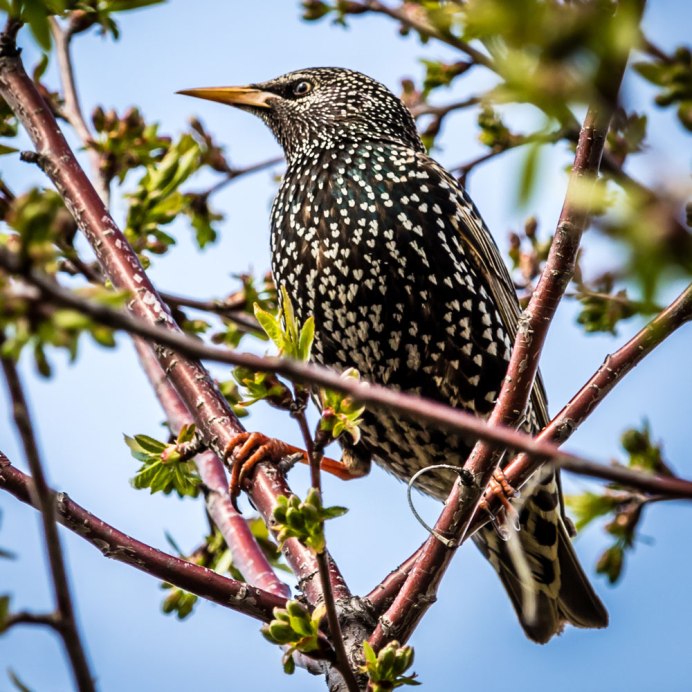 Европейский Дрозд