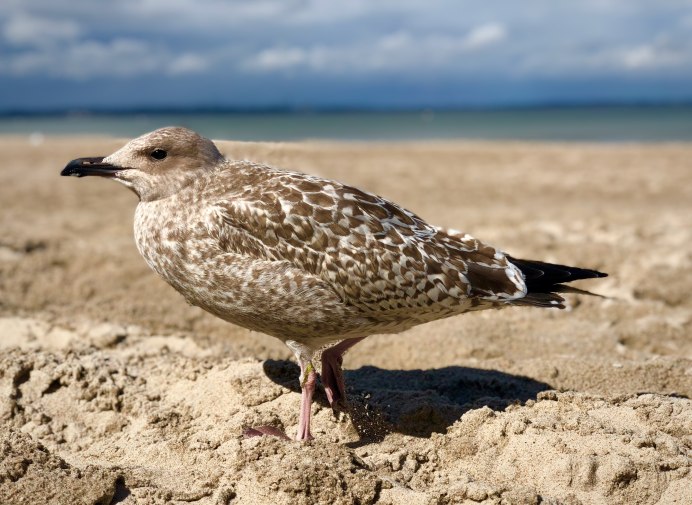 Larus smithsonianus