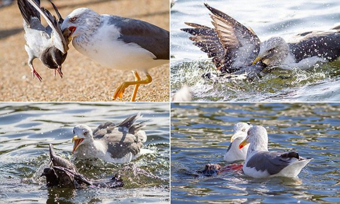 Seagull sit
