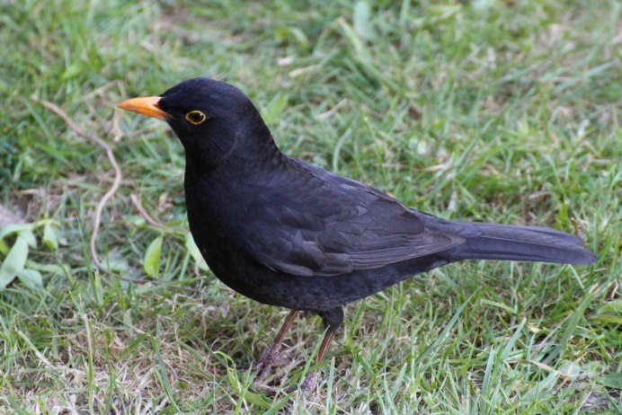 Blackbird черный Дрозд