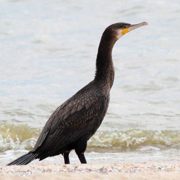 Большой Баклан Phalacrocorax Carbo