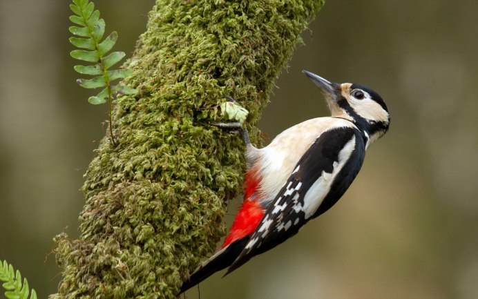 Каменный Глухарь (Tetrao parvirostris)