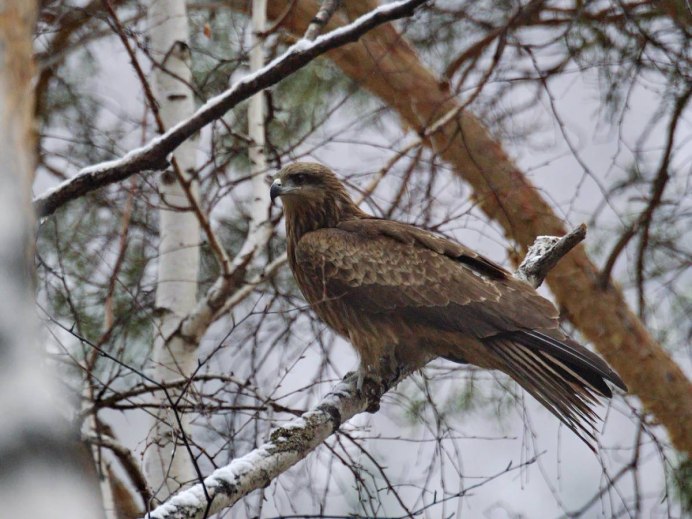 Коршун Сибирский