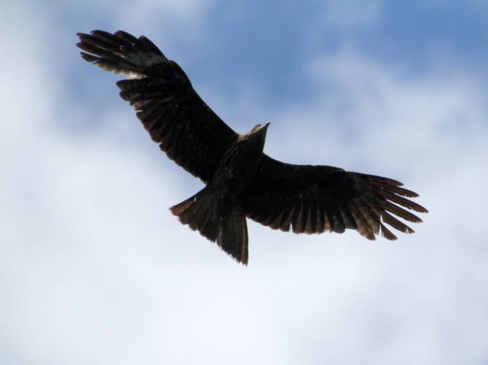 Черный Коршун Milvus Migrans