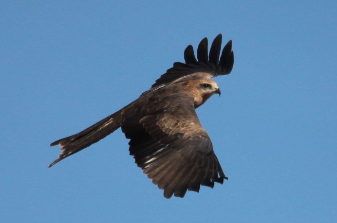 Черный Коршун Milvus Migrans