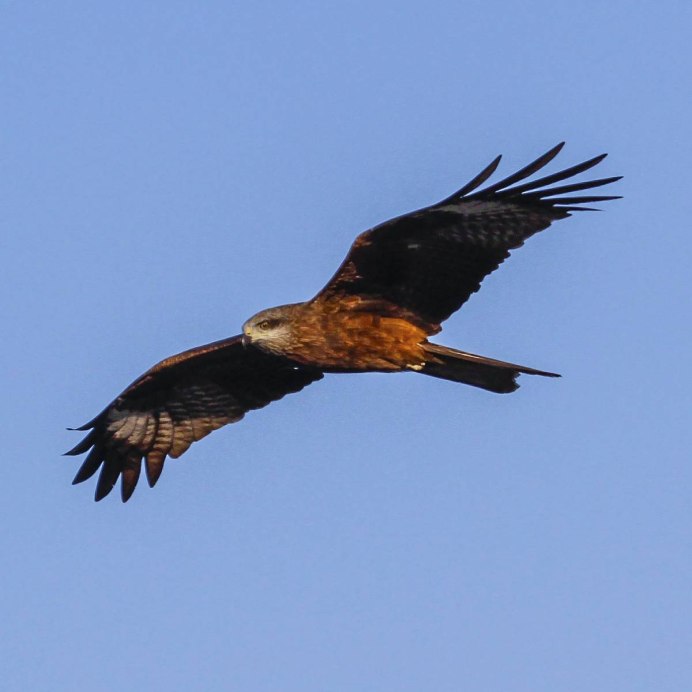 Черный Коршун Milvus Migrans