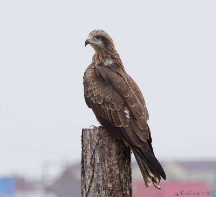 Черный Коршун Milvus Migrans