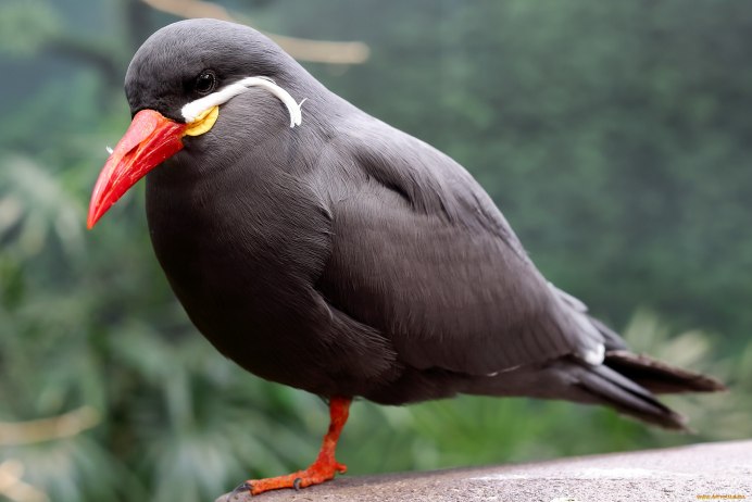 Кулик-сорока Haematopus ostralegus