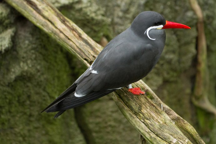 Австралийский Кулик-сорока