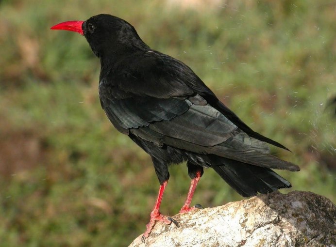 Альпийская и Красноклювая Галка