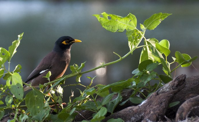 Скворец майна