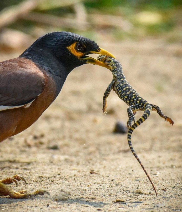 Майна (Acridotheres tristis)