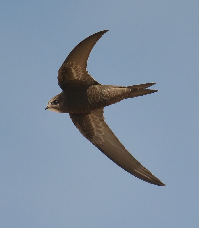 Ababil Bird name