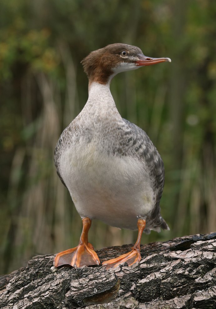 Большой крохаль Mergus Merganser