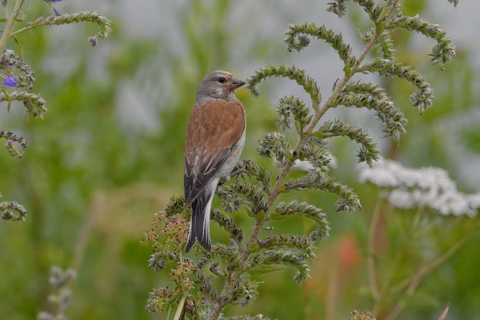 Коноплянка (Acanthis cannabina (Carduelis cannabina))