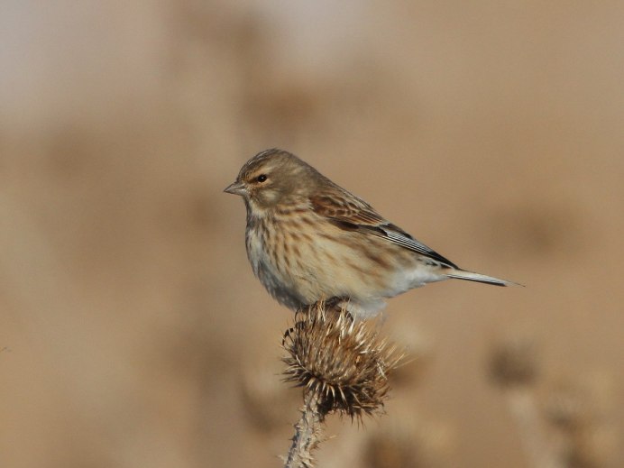 Коноплянка – Acanthis cannabina l.