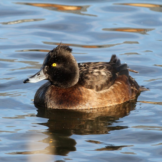 Американская Савка Oxyura jamaicensis