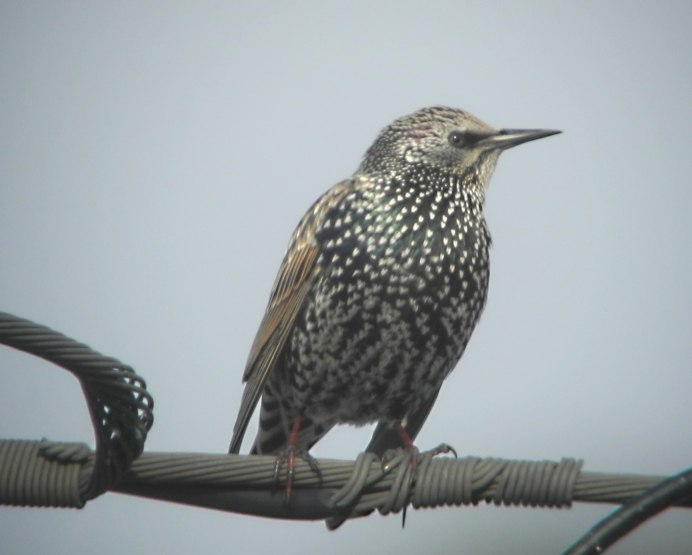 Sturnus cineraceus