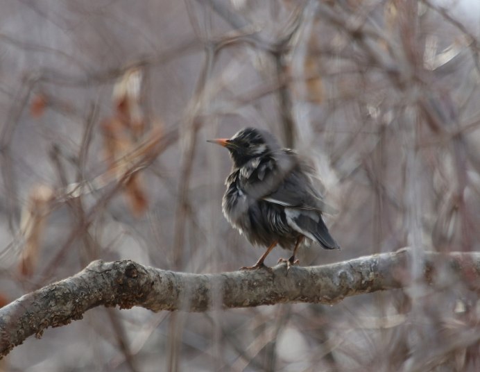 Turdus Merula самка