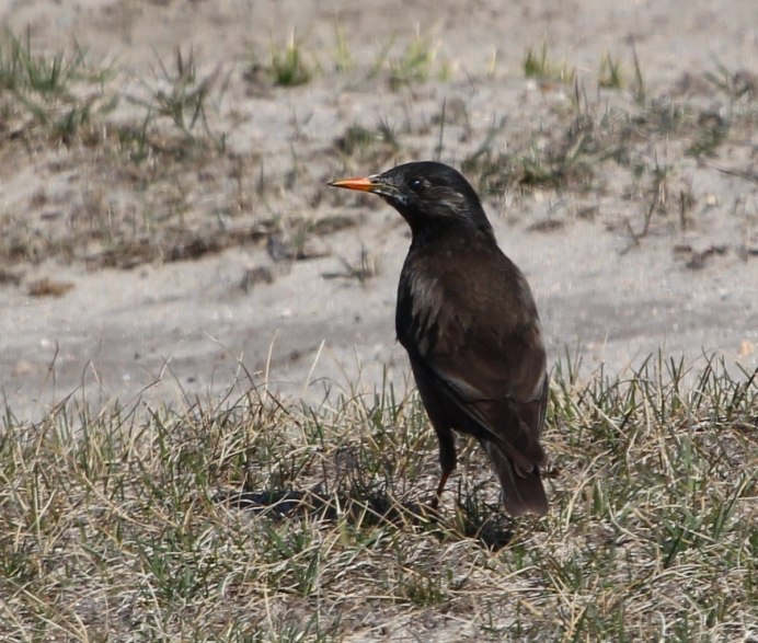 Sturnus cineraceus