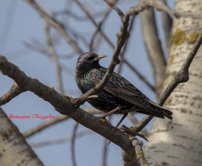 Sturnus vulgaris этимология