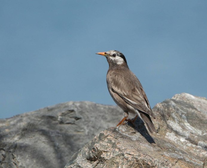 Sturnus cineraceus