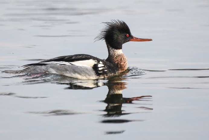 Чомга поганка